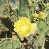 Cactaceae